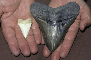 зубы акулы и мегаладона